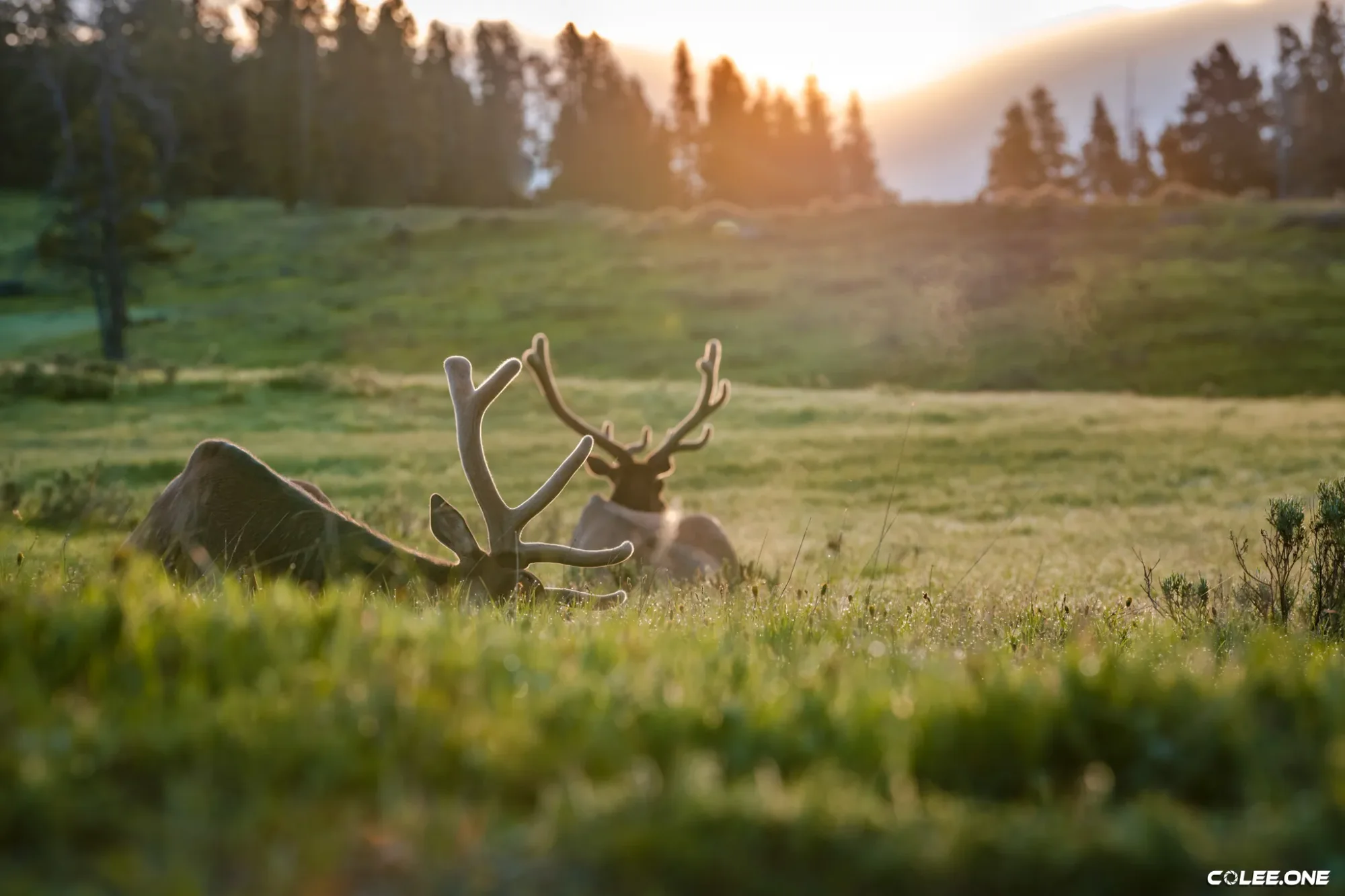 Colee.one — Hang on Your Wall photography, image 10 of 28