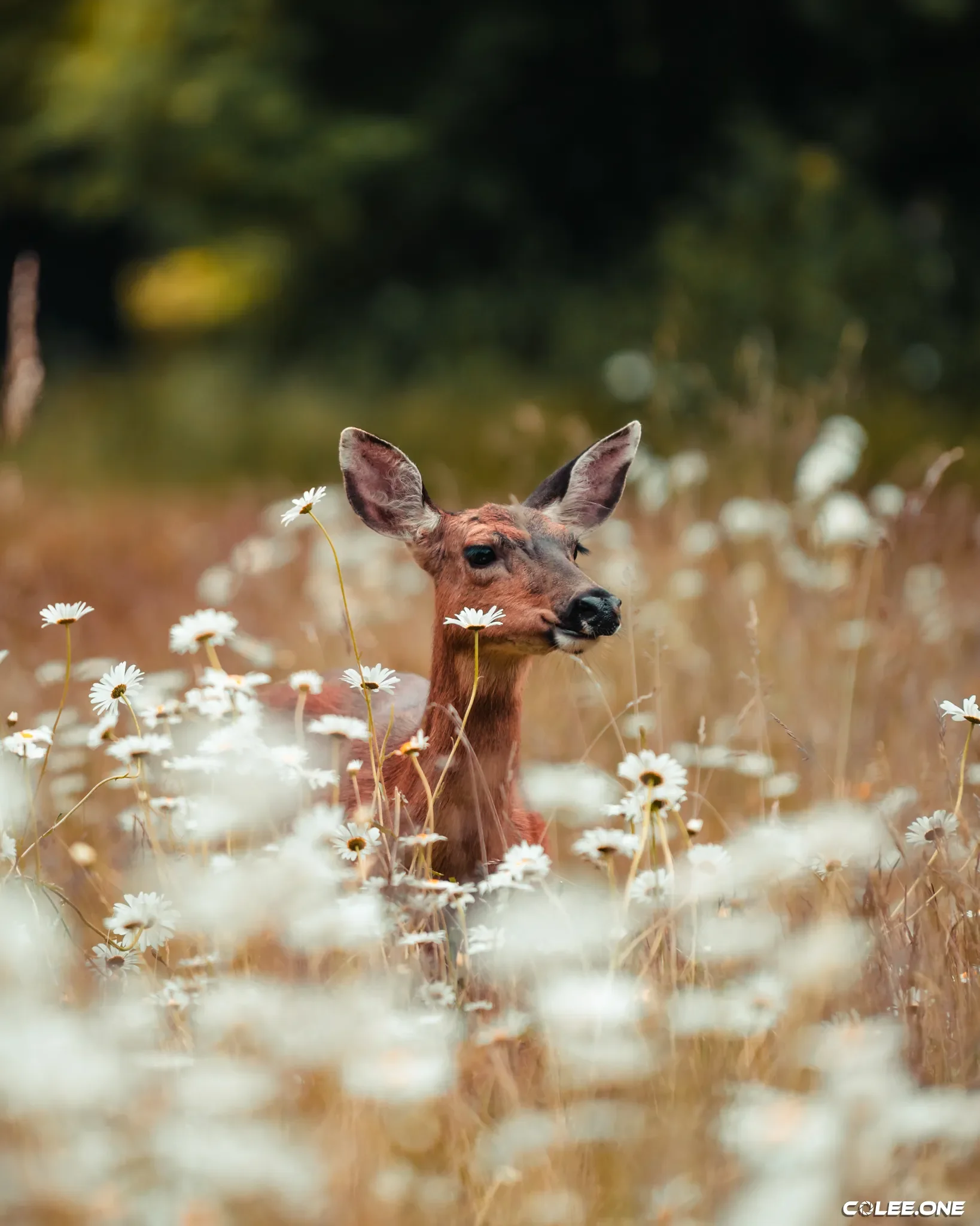 Colee.one — Hang on Your Wall photography, image 13 of 28